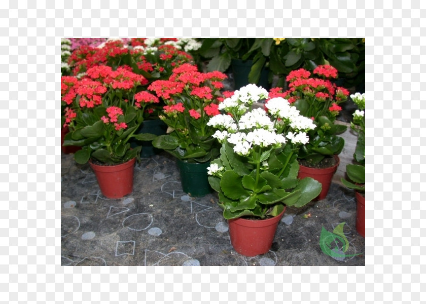 Garden Centre Houseplant Florist Kalanchoe Bryophyllum Daigremontianum Pinnatum PNG