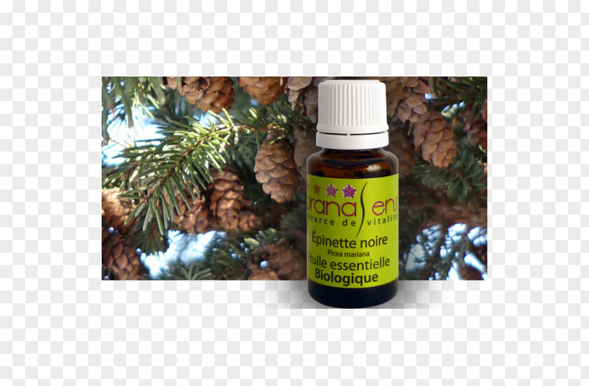 Oil Essential Health Massage Camphor Tree PNG