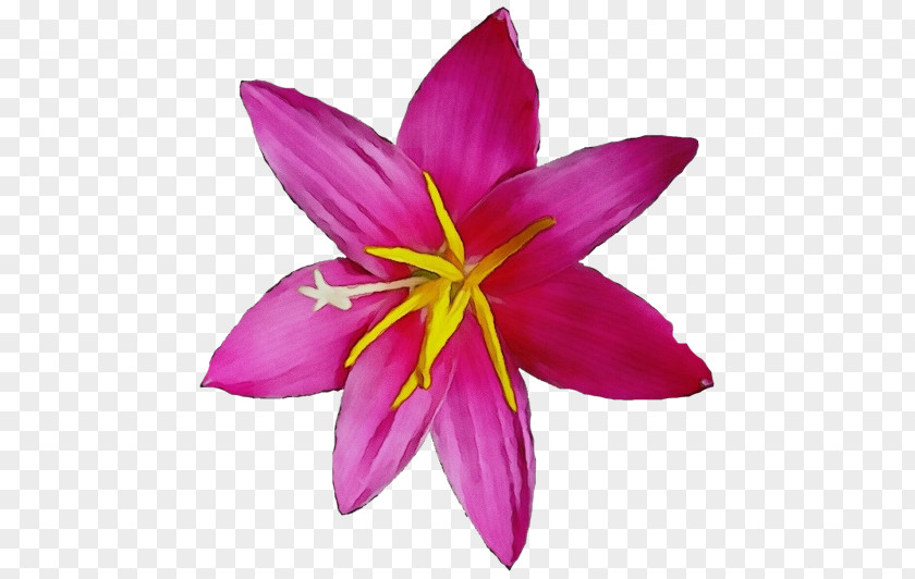 Petal Flower Pink Plant Purple PNG