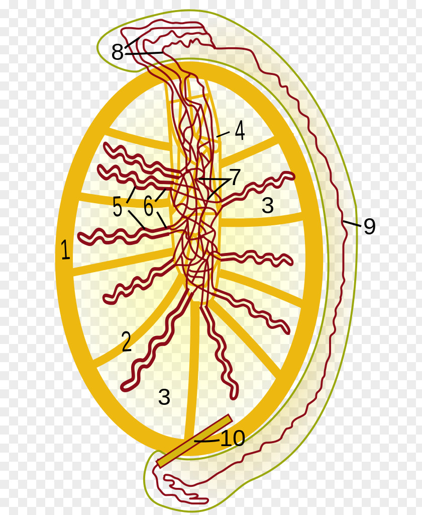 Testicle Rete Testis Efferent Ducts Mediastinum Epididymis PNG