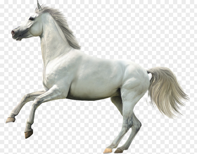 Horse Clip Art PNG