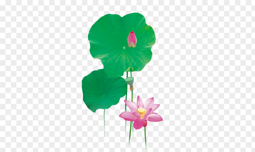 Lily Lilium Flower Fleur-de-lis Download PNG