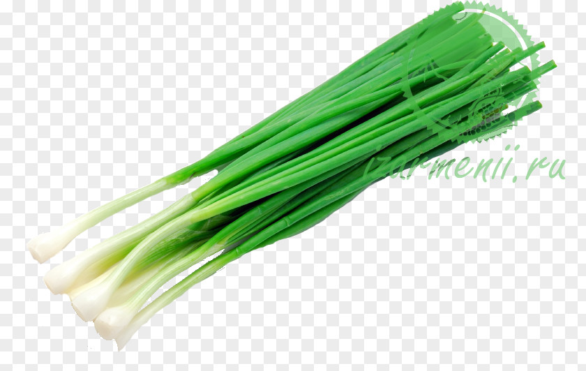 Spring Onions Scallion Green Welsh Onion Ring Central Asia Bawang PNG