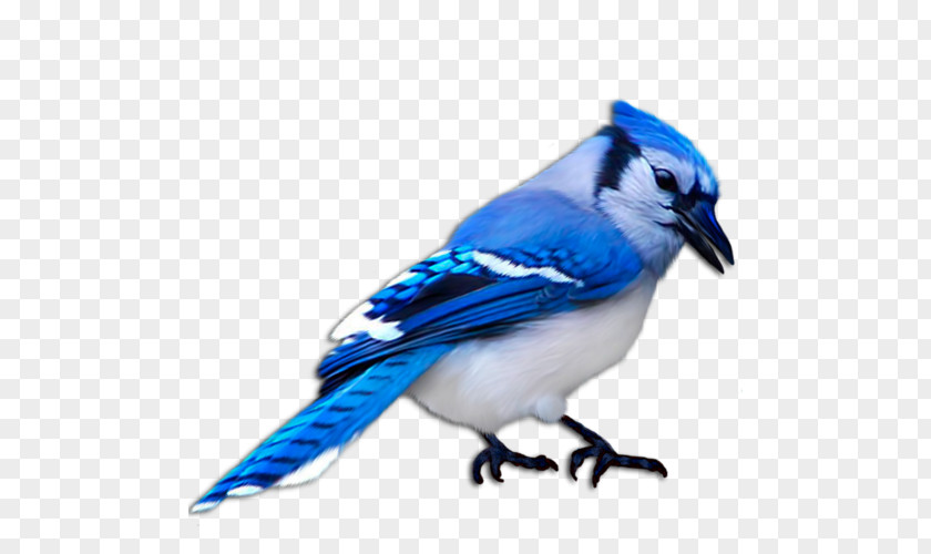 Bird Blue Jay Finch Domestic Canary PNG