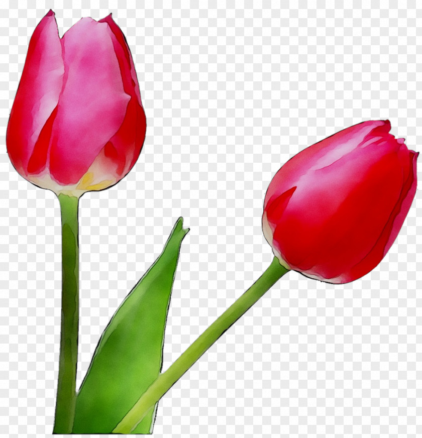 Clip Art Tulip Lily Flower PNG