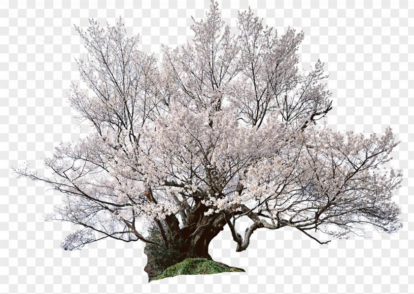 Japanese Cherry Tree National Blossom Festival Shrub PNG