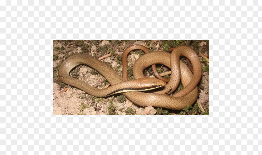 Snake Boa Constrictor Kingsnakes Elapid Snakes Colubrid PNG