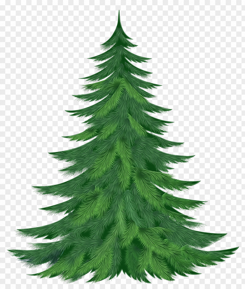 Tree Lodgepole Pine Shortleaf Black Spruce Balsam Fir Yellow Colorado White PNG