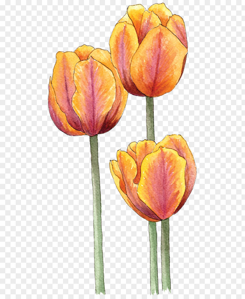 Tulip Illustration Bulb Image PNG