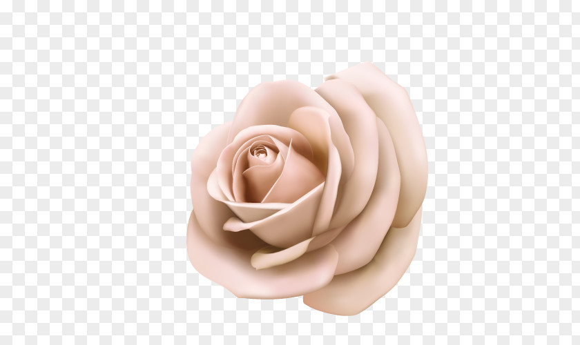 Vector Roses Rose Pink Poster Stock Photography PNG