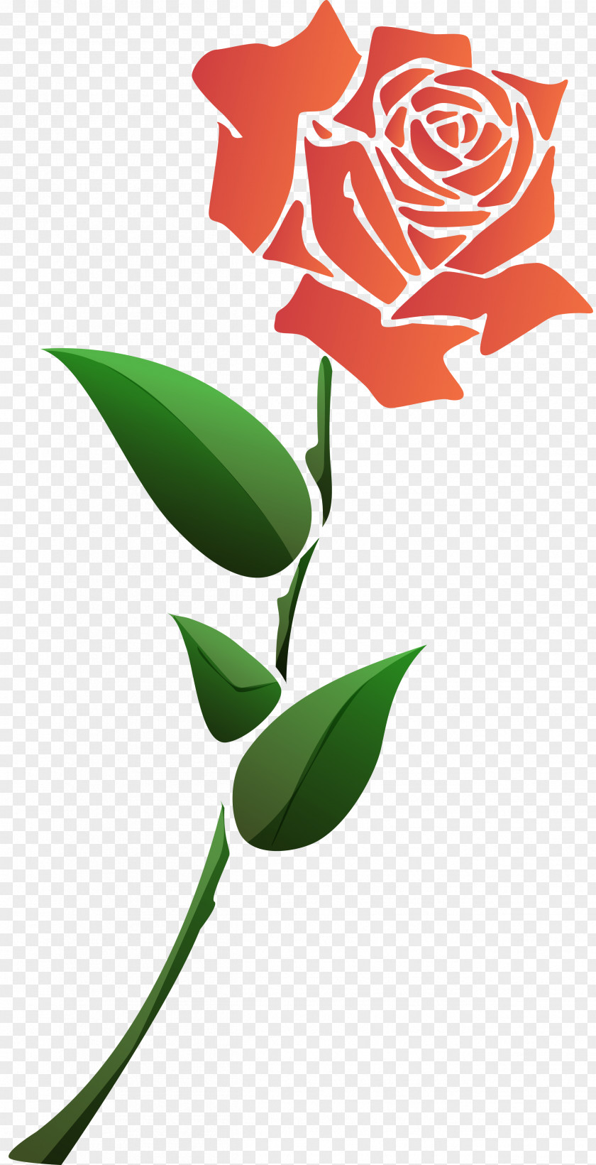 White Rose Flower Garden Roses Animation Clip Art PNG