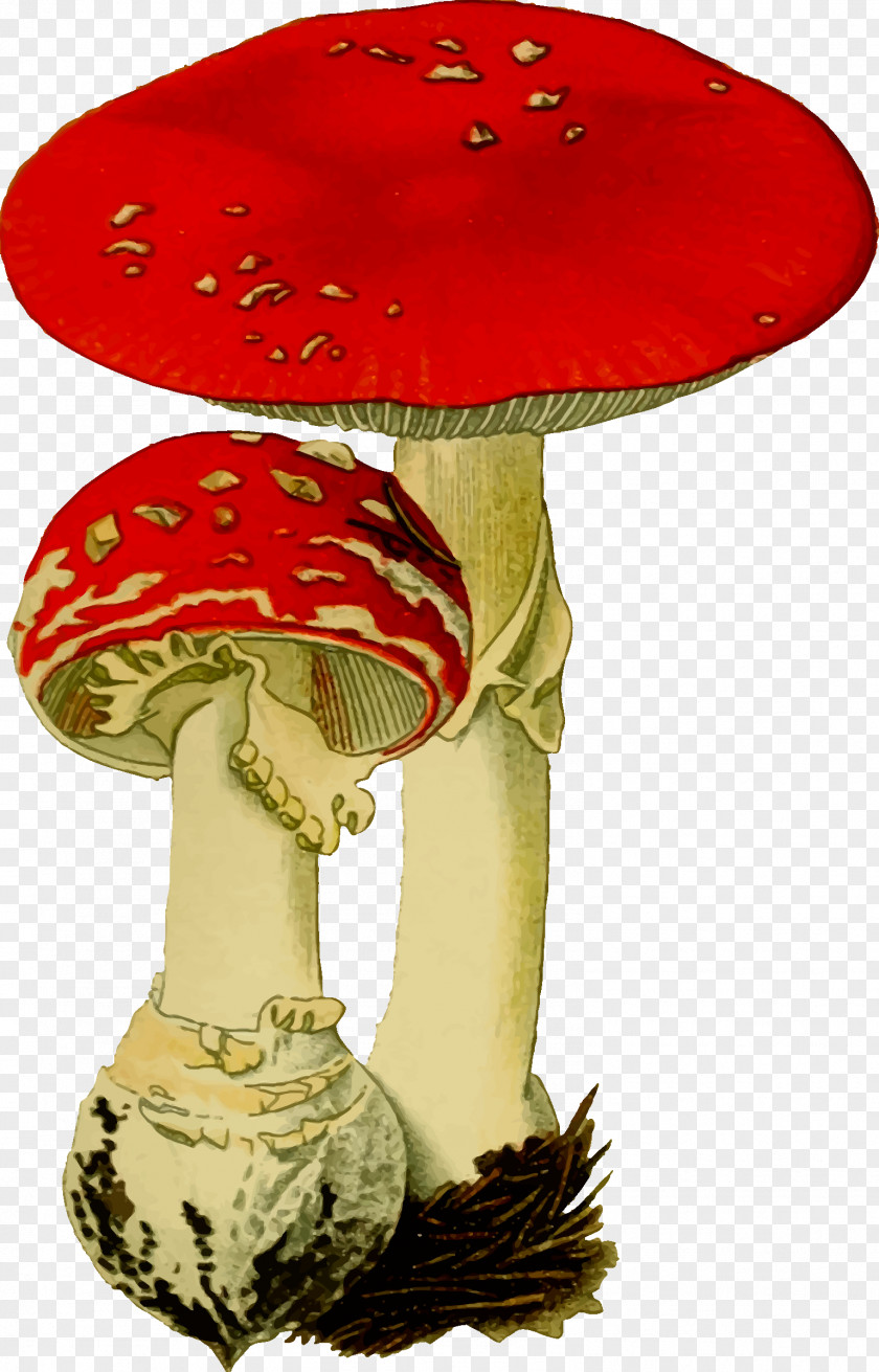 Fungi Amanita Muscaria Fungus Psilocybin Mushroom PNG