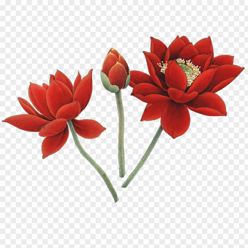 Red Lotus Floral Design Nelumbo Nucifera Flower PNG