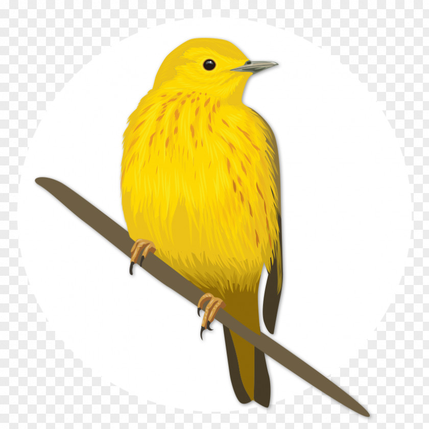 Big Yellow Bird Eurasian Golden Oriole Old World Beak Feather PNG