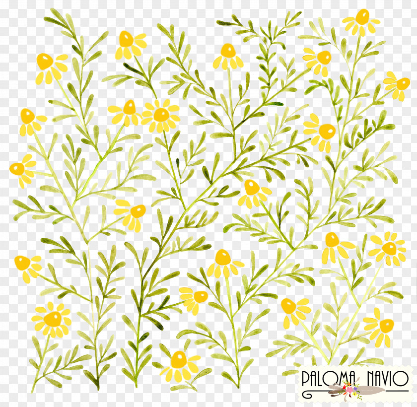 Camomile Flower Watercolor Painting Art PNG