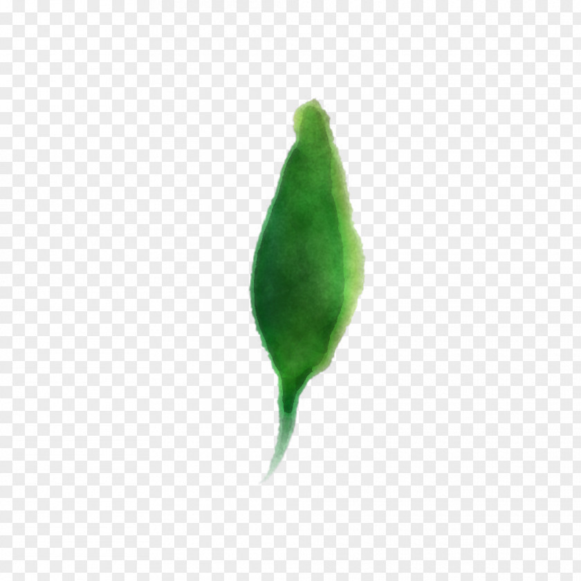 Feather PNG