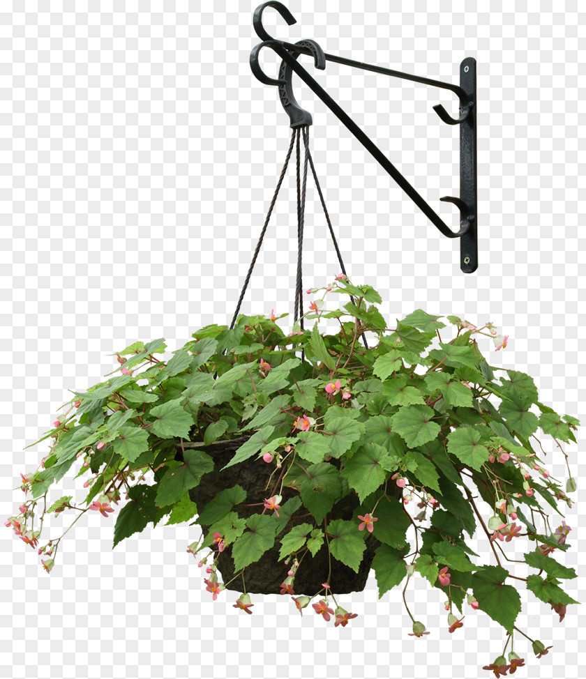 Hanger Plant Hanging Basket Flowerpot PNG