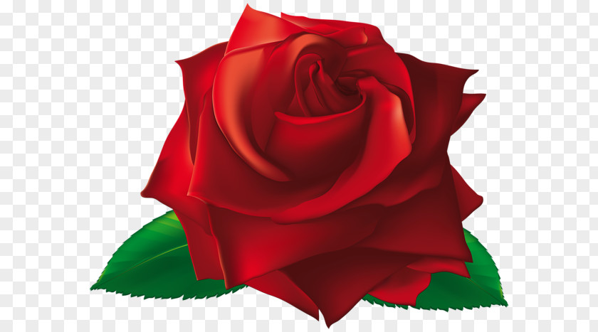 Rose Clip Art PNG