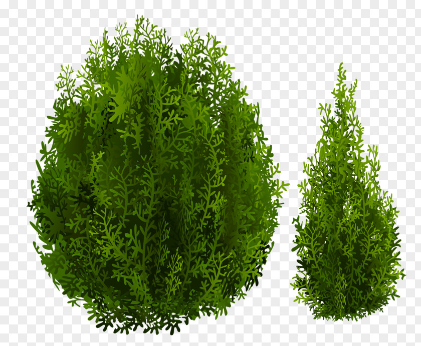 Green Tree Shrub Nordmann Fir PNG