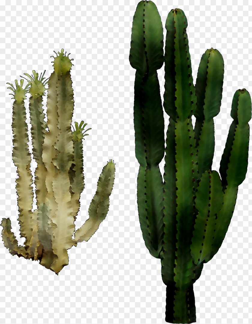 San Pedro Cactus Triangle Echinocereus Plant Stem PNG