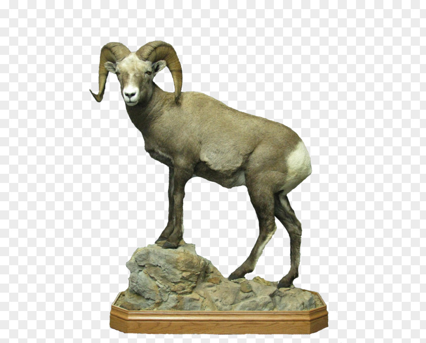 Sheep Argali Clothes Hanger Goat Wire PNG