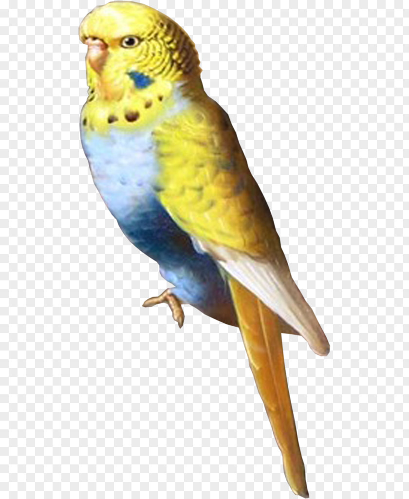 Bird Budgerigar Lovebird Parakeet Parrot PNG