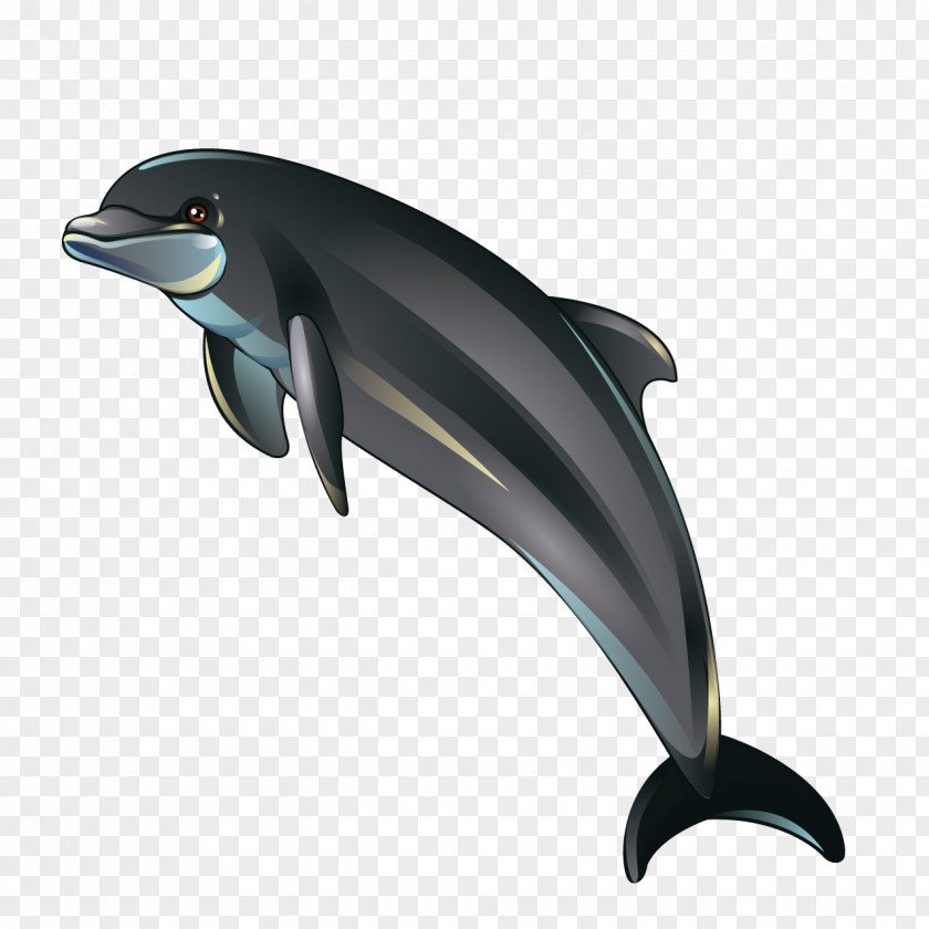 Cartoon Dolphin Illustration PNG