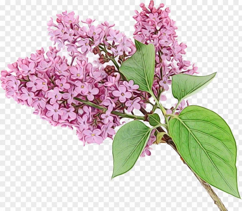 Flower Lilac Plant Tree PNG