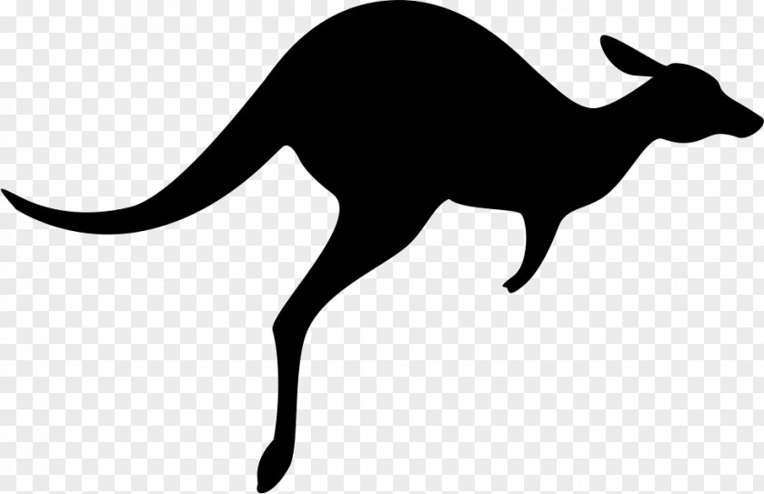 Kangaroo Australia Macropodidae Wallaby PNG