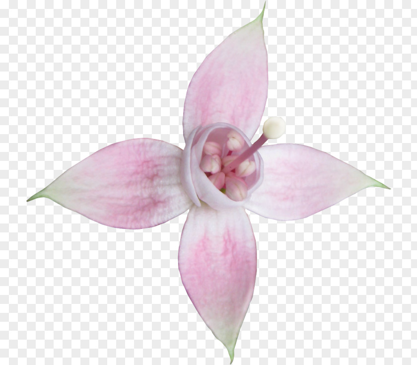 Moth Orchids Cut Flowers Petal Fuchsia Pink M PNG