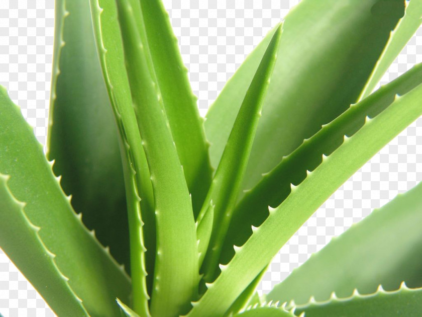 Aloe Vera Powder Aloin Extract Herb PNG