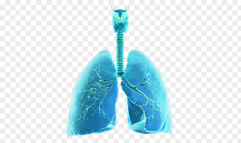 Creative Lungs Turquoise Teal Organism Microsoft Azure PNG