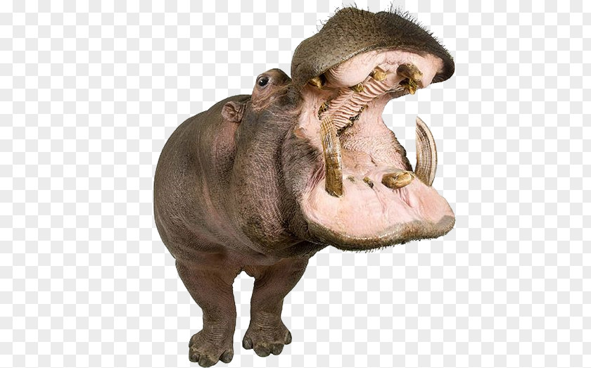 Hippo Mouth Hippopotamus Dog Animal Photography PNG