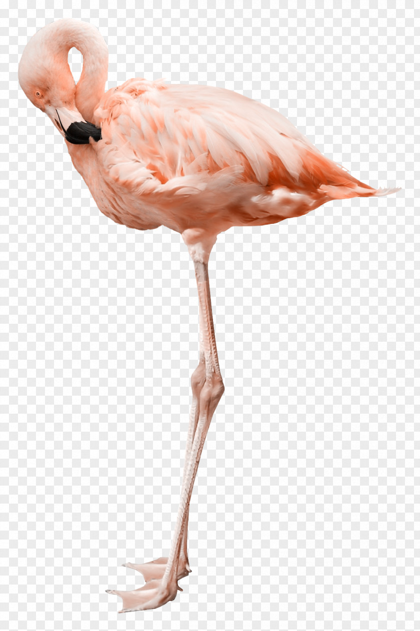 Animals Ostrich Flamingo Stock Photography Royalty-free PNG