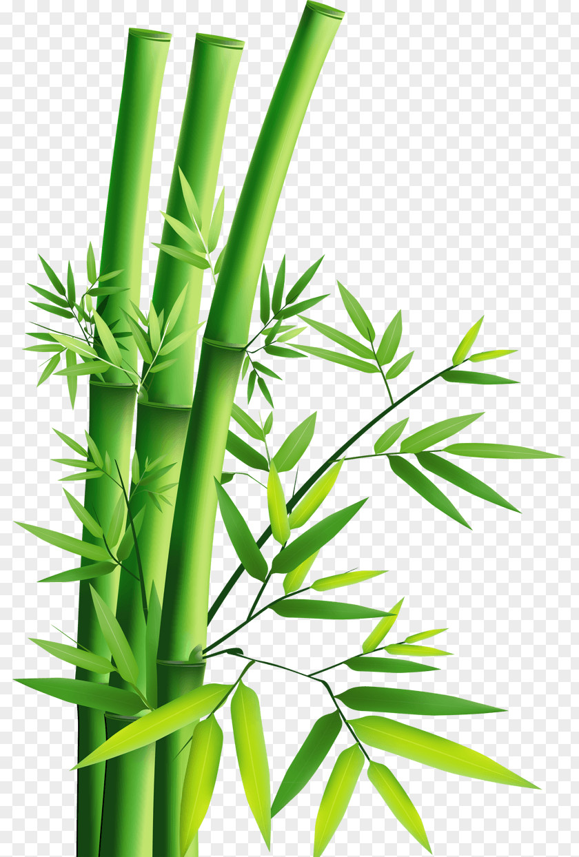 Bamboo Plant Wallpaper Image Interior Design Services Giant Panda PNG