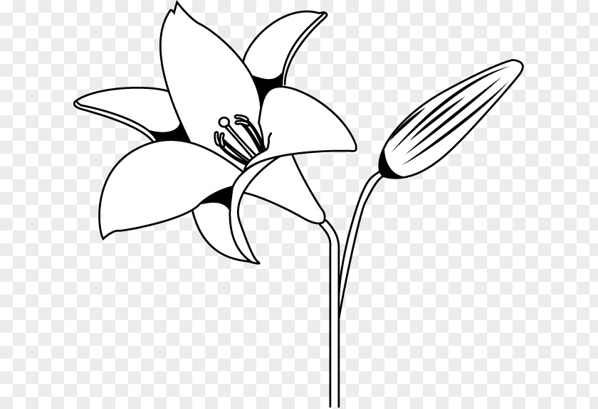 Flower Black And White Petal Photography Monochrome PNG