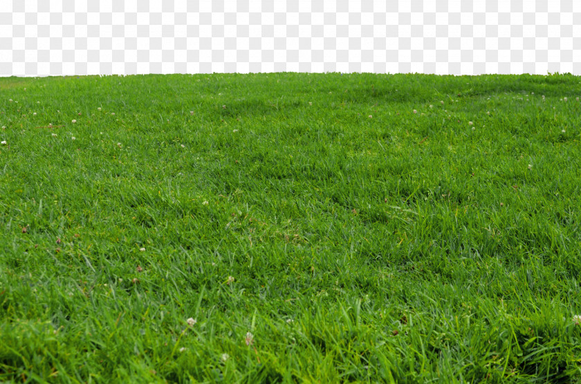 Grass Transparent Download Image Editing PNG