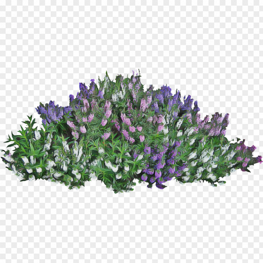 Lavandula Dentata Buddleia Flowers Background PNG