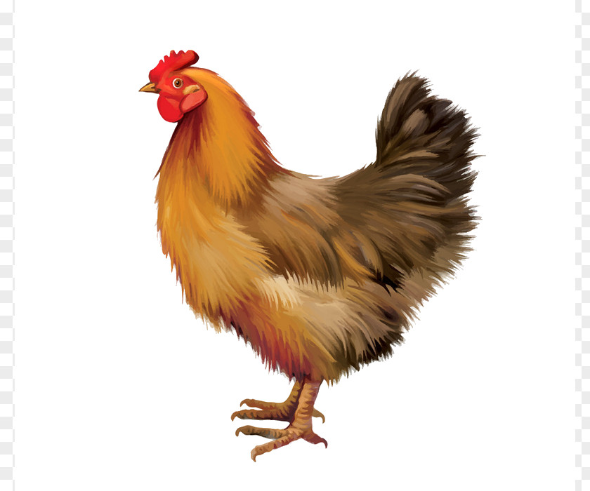 Poultry Plymouth Rock Chicken Feral Buffalo Wing Rooster PNG