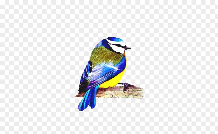Roller Finch Bird Songbird Bluebird Perching Beak PNG