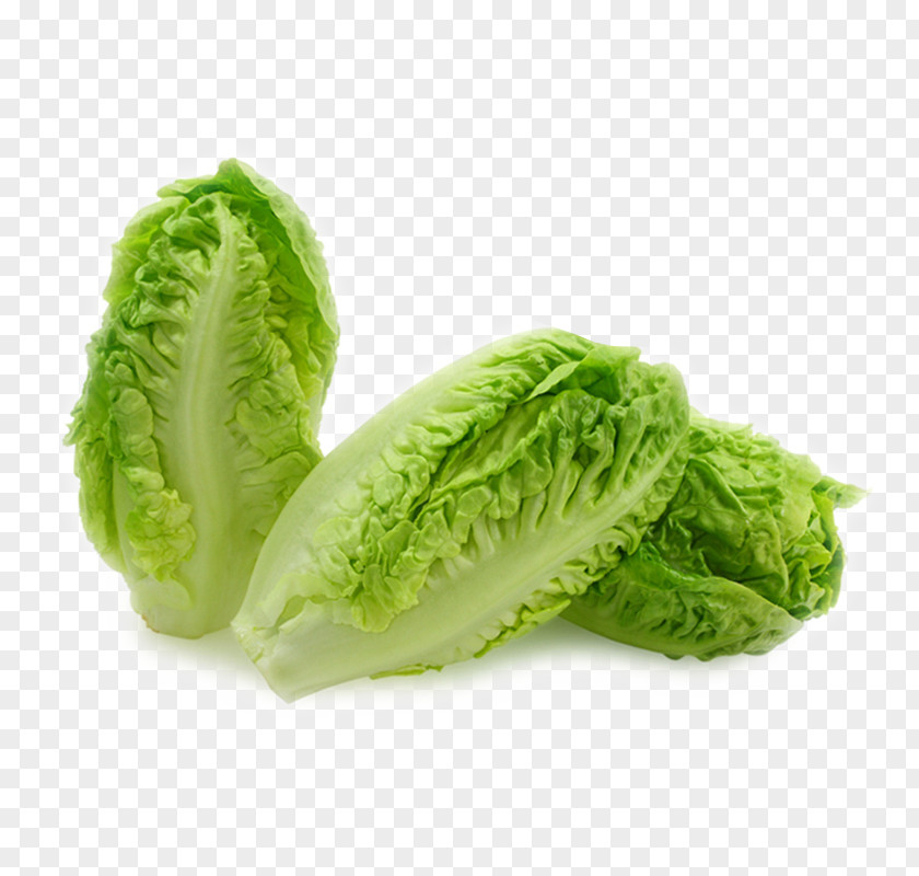 Vegetables,Chinese Cabbage Butterhead Lettuce Leaf Organic Food Iceberg Romaine PNG