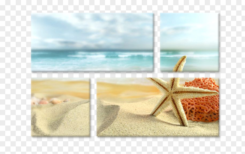 Beach Desktop Wallpaper Shore Starfish Seashell PNG