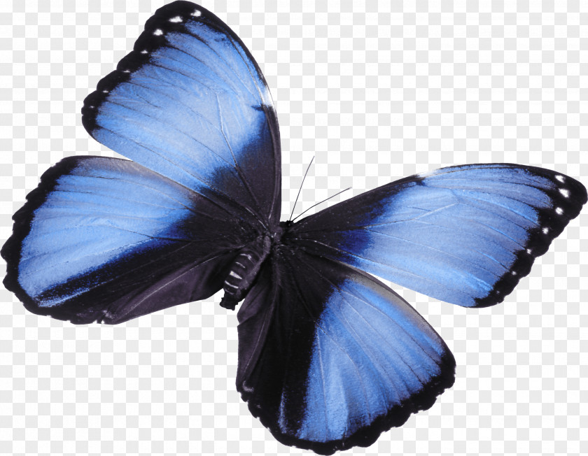 Beautiful Blue Butterfly Attacus Atlas Clip Art PNG