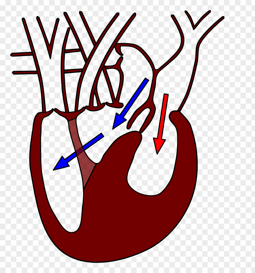 Circulatory System Reptile Biology Today And Tomorrow With Physiology Heart Clinically Oriented Anatomy PNG