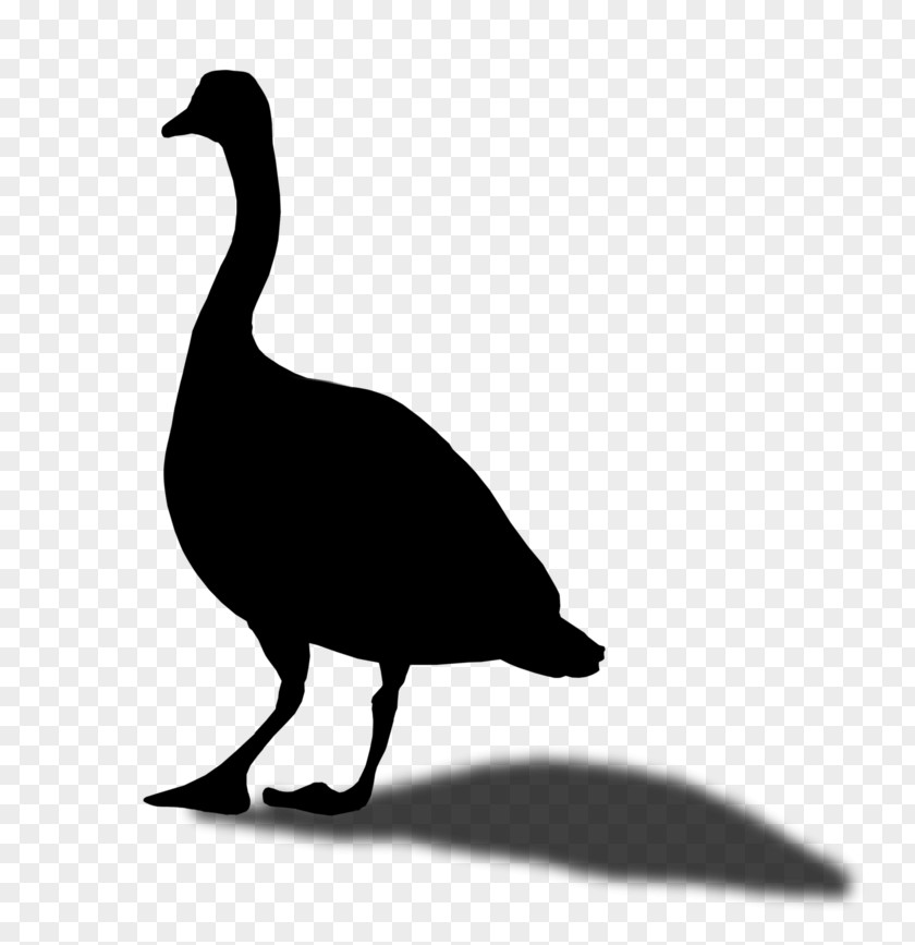 Duck Goose Clip Art Fauna Silhouette PNG