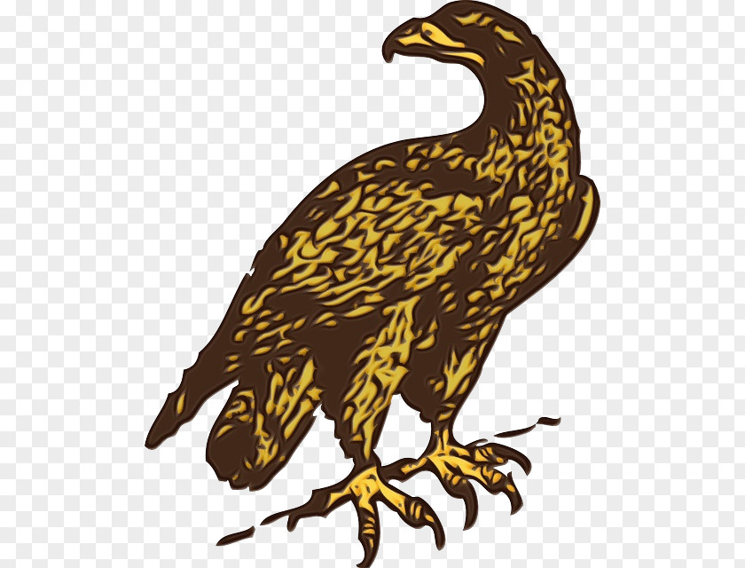 Falcon Falconiformes Watercolor Background PNG