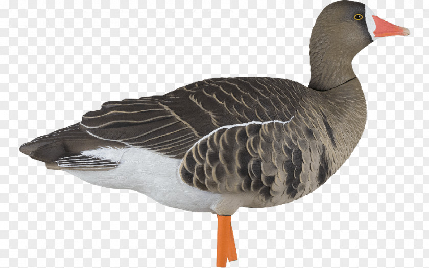 Goose Greylag Duck Greater White-fronted Decoy PNG