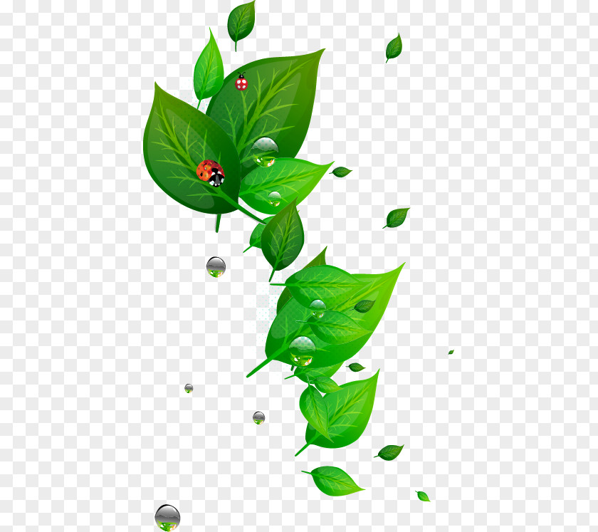 Green Leaf Ladybug PNG