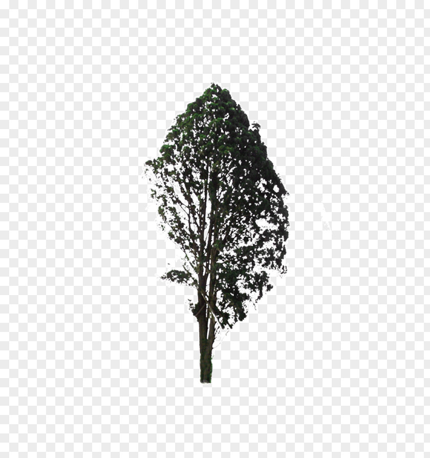 Tree White Black Leaf Pattern PNG