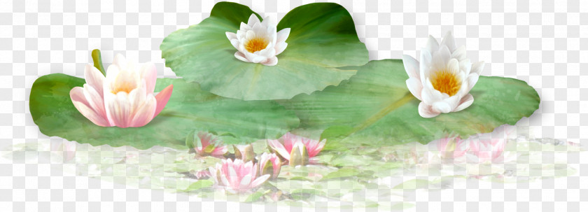 Beautiful Lotus Nelumbo Nucifera Leaf Download PNG